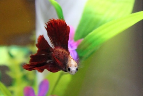 This is Marinara. My sassy salty boy! He’s a male twin tail half moon betta !