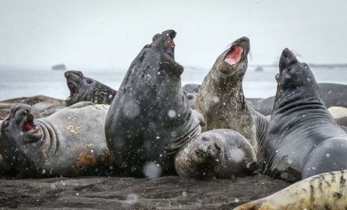 everyextantmammal:Southern elephant seal (Mirounga leonina) Sea elephants of Antarctica by Phili