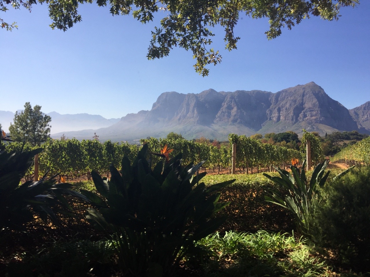 lilsoft:  graff winery in south africa / cape town  miss this surreal experience