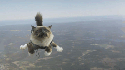 xstayfocused:  petewentzprincessxo:  blacktidal-waves:  masturbayte:  tuffluf:  if you guys don’t want a cat skydiving on your blog i’m judging you  Omfg  OH KITTY  please tell me this is fake because that’s really fucking cruel, the cat has no
