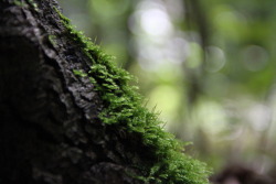 atmosfare:  Moss and Fungi \ Atmosfære