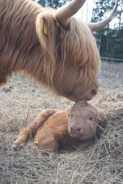 hughhighlander:  Who needs a hairbrush when you’ve got momma. img via ratia ranch 