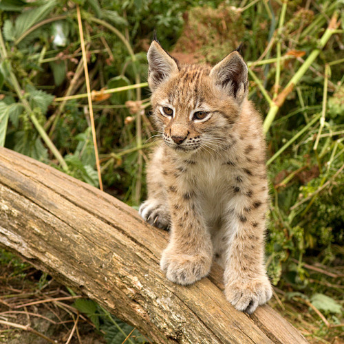 Eurasian Lynx Cub -Whipsnade Zoo(by Chris-the-falconer)