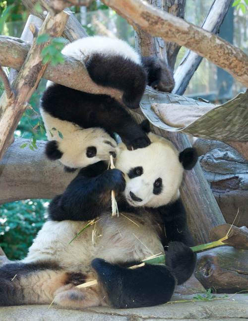 giantpandaphotos:  Bai Yun and her son Xiao Liwu at the San Diego Zoo on August 4, 2013. Bai Yun was trying to enjoy her lunch, but her son Xiao Liwu had other plans. However, she kept on eating while Xiao was bouncing around on top of her head. © Rita