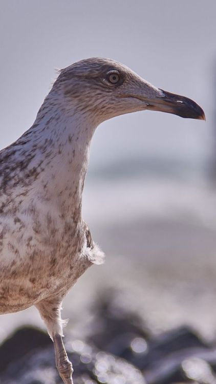 Seagull, bird, close up, 720x1280 wallpaper @wallpapersmug : ift.tt/2FI4itB - ift.tt