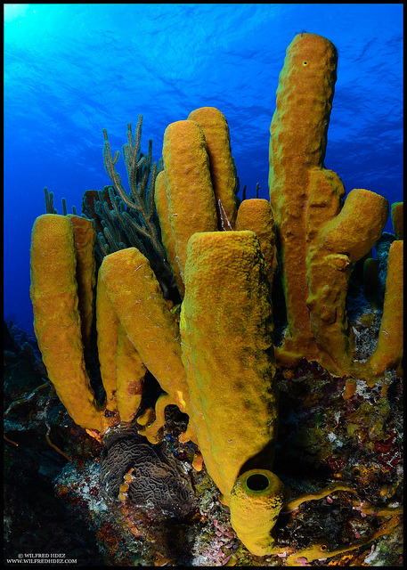 Are Sea Sponges Safe to Use as Natural Tampons?