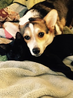 Corgiaddict:  Daisy Loves Her Kitty