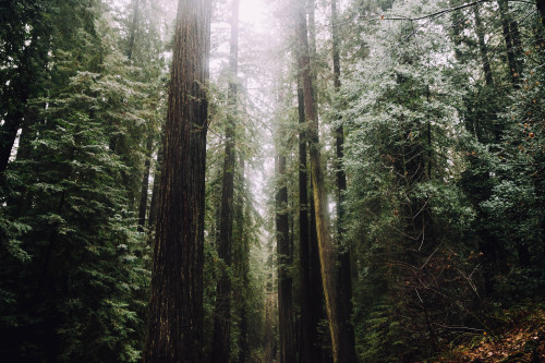 jonahreenders: a misty morning in northern California By: Jonah Reenders