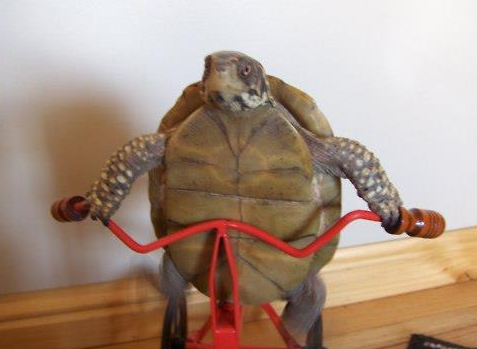 moriarty:  moriarty:  im going to reblog some posts over from my humor blog to lift some spirits  haha look at this turtle its riding a bike     