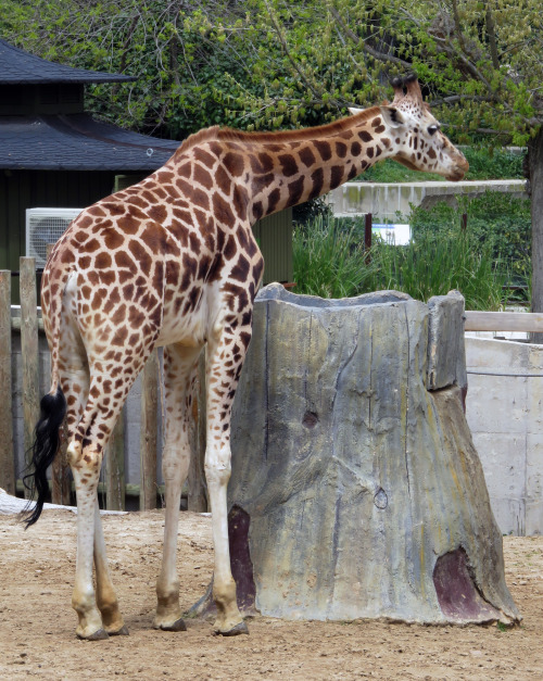 African prairie installation.A feeder full of alfalfa for a very special little friend: the giraffe.