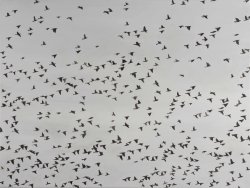 thunderstruck9:Charlotte Beaudry (Belgian, b. 1968), Étourneau sansonnet [Starlings]. Oil on canvas, 120 x 90 cm.