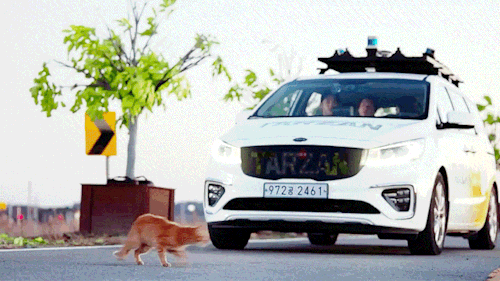 Dosan Checking Underneath The Car For Potential Feline Occupants: