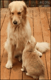 For Animated Gifs