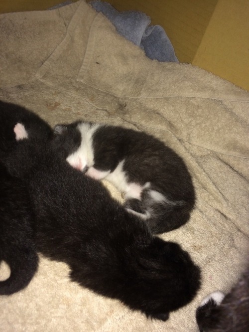 Hey heres a picture of my baby foster kittens (a week old in this pic) who are absolutely not going 
