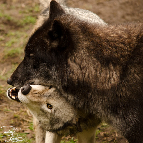 thatwanderinglonewolf:Photos by DeeOtter
