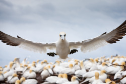 smithsonianmag:  Photo of the Day: Incoming Northern Gannet Photography by Stephan Brauchli (Zollikon, Switzerland); Percé, Quebec, Canada