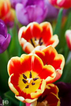 jicophotography:  088/365Jessica’s Tulips