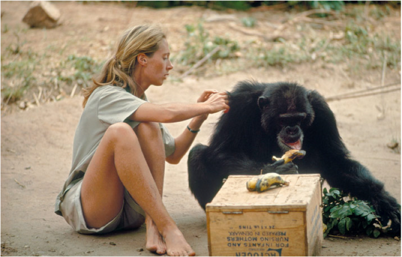 august-mor:  Jane Goodall. National Geographic, 1974. “You cannot get through