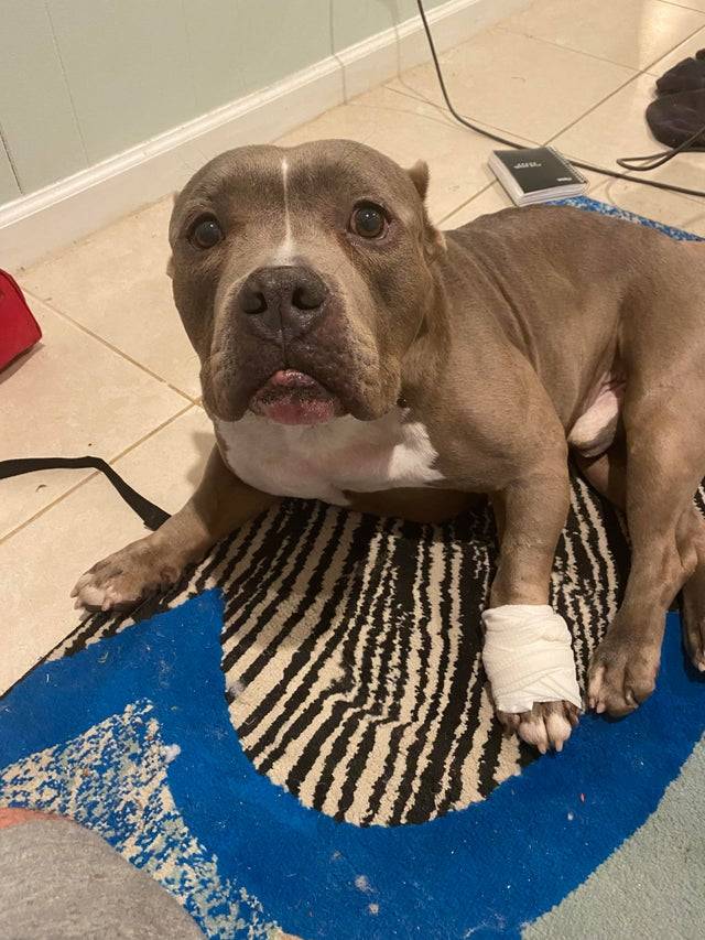 “Ham saved my life yesterday. He hurt his paw but I’m alive because of his bravery. Thank you, Ham. You are my best friend.”  ...