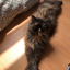 cordeliascat