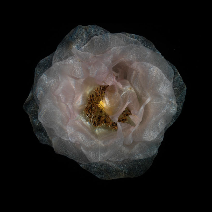 takingashortbreak:  Transparent roses (2012) - from the glass collection of london-based