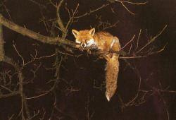 Didn’t know I foxes could climb trees
