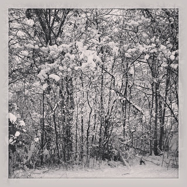 #winter #wonderland #snow #B&amp;W #