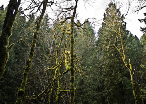 furry trees by Grace Cousteau on Flickr.