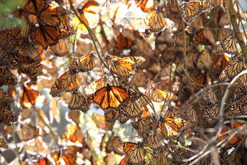 shithowdy:  nubbsgalore:  every autumn, tens of millions of monarch butterflies travel to their ancestral winter roosts in mexico’s mountain fir forests, coating the trunks of the trees in the orange of their wings, and causing the branches to droop