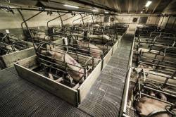 wild-soulchiild:onestepcloserxvx:  vegan-invader:  Just Imagine being locked in these cages for one day. Now imagine being in these cages for all your life. No turning aroud. No sunlight. No fresh air. Always stuck there. This is what pigs must endure