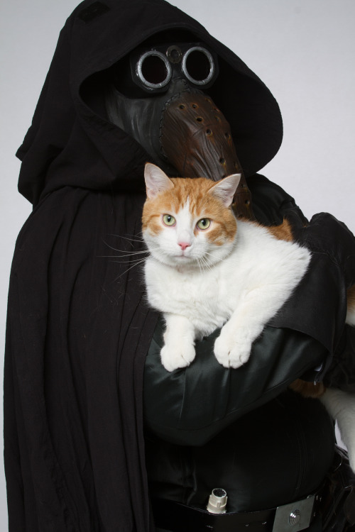 thesilverpaws: mostlycatsmostly: Representatives of the 501st Legion: Capital City Garrison voluntee
