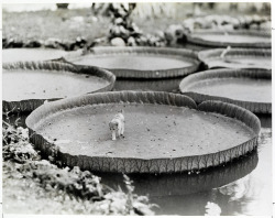 hauntedbystorytelling:      Alfred T. Palmer ::  A kitten aboard a floating giant Victoria water lily pad in the Philippines, 1935. / src: National Geographic Found   related post, here and here 