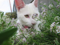 shy-sunflower:  just my cat marshmallow in some flowers 