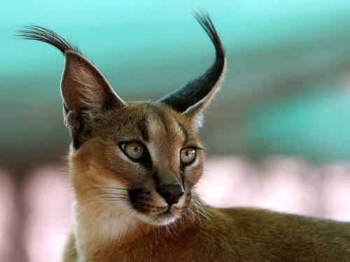 kingdom-of-the-cats:  caracal eyes (by AnyMotion) adult photos