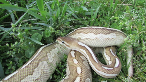 Hawke, Cinnamon X-treme Gene ball python (Python regius).