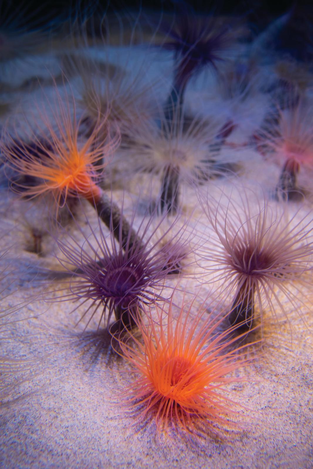 A multi-colored array of tube anemones homegrown at the Aquarium int he sand, with oranges and purples and creams
