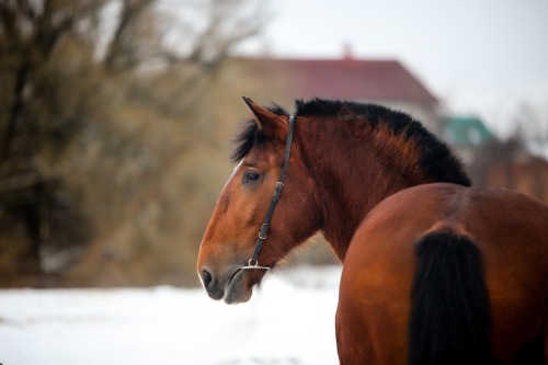 russianhorses: Vladimir Heavy Draft Bystryi adult photos