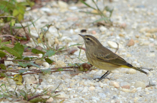 Palm warbler, Cape May (Sept. 30, 2017)