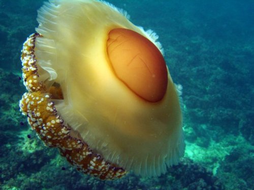 Porn Pics ftcreature:  Fried Egg Jellyfish Are Kind