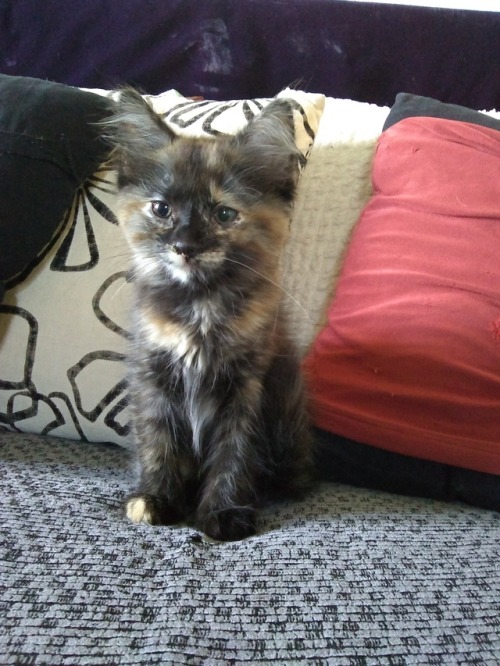 naturelvr69likes: shana420marie: My new kitten is ADORABLE!!!! #catmom #calico #kittens My cat &ldqu