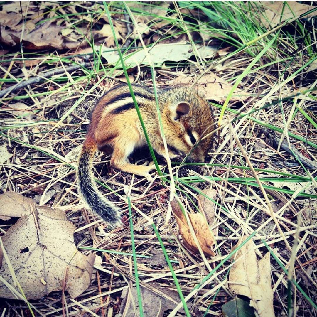 Stella and I stumbled upon this unmoving baby chipmunk. Should I bring him home and