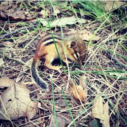 Stella and I stumbled upon this unmoving baby chipmunk. Should I bring him home and get him help or leave him where he is? &hellip; I know absolutely nothing about chipmunks. by londonandrews