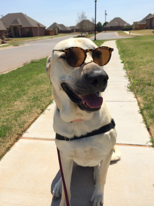 handsome dogs for you in these trying times