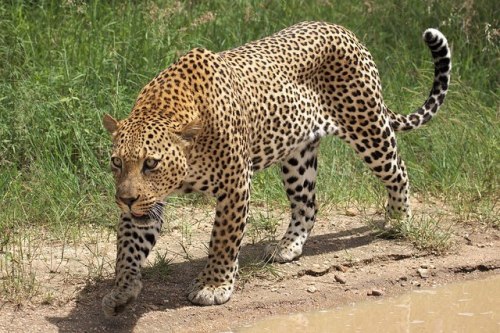 Leopard (P. pardus)