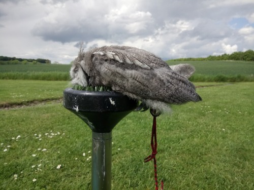 White faced scops owl defying gravity