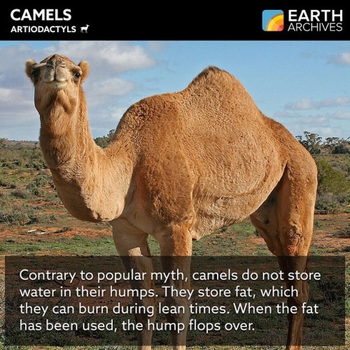 Camels have two rows of thick eyelashes to protect their eyes from desert dust. #camels #ungulates #