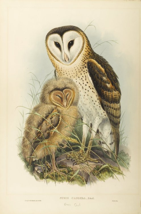 bm-european-art: Strix Candida-Tickell: Grass Owl, John Gould, Brooklyn Museum: European ArtSize: Sh