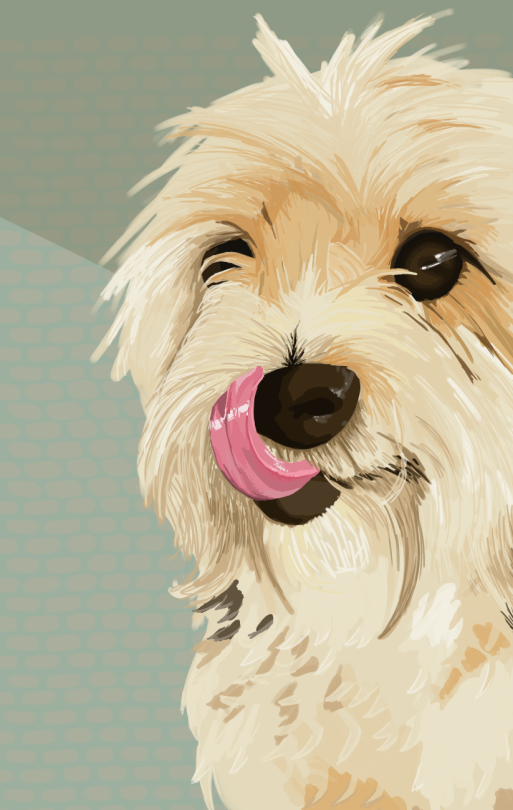 Poppy, My Grans Yorkie.
