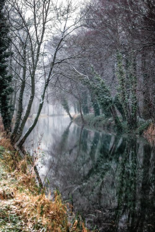 oneshotolive:  A Foggy Stream at a Forest in Ireland. (3942x5913) [OC] 📷: AlKellyPhotography 