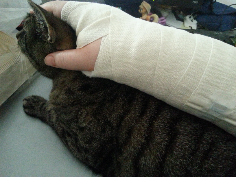 My cat is best wrist-pillow. Sadly had to replace her with my AJ plushie now. :(